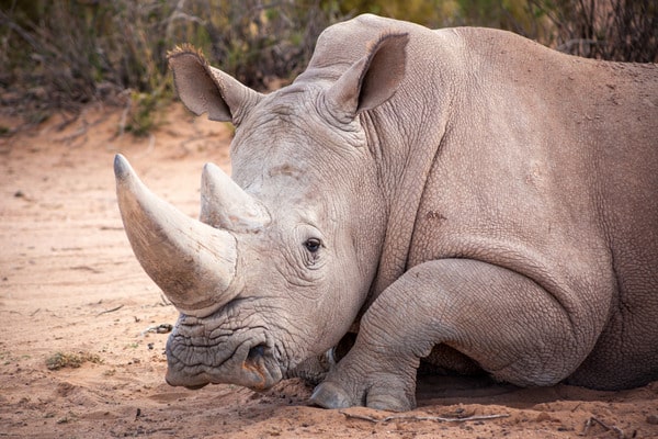 White Rhinoceros facing the camera and lying down on the ground: World Rhino Day and Save the Rhino promotional voucher at Gun Fun, Cape Town - 2024